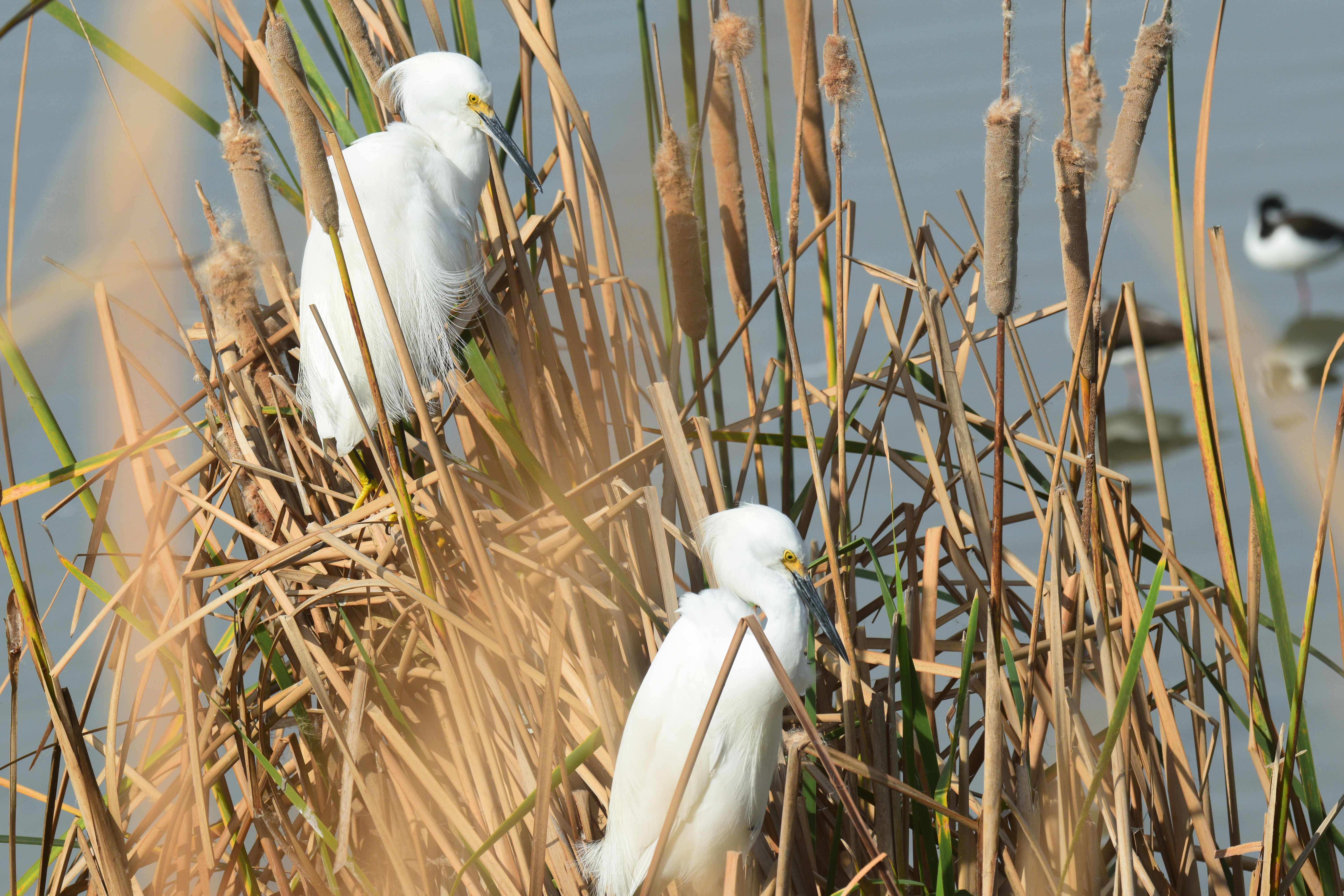 Wildlife photography
